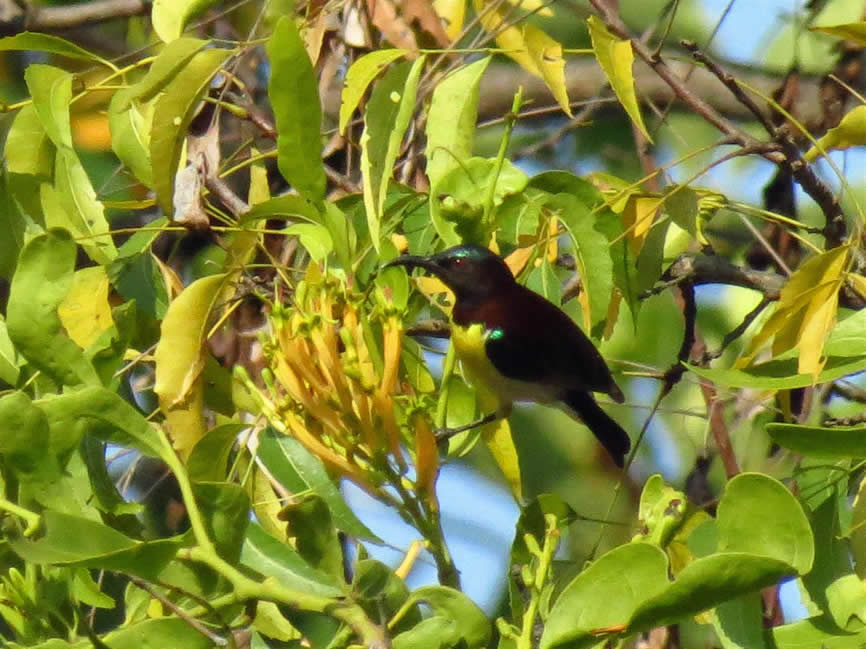 purple rumped sunbird